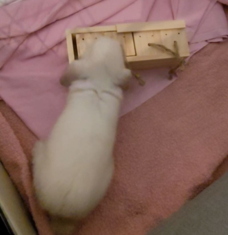 First puzzle solving